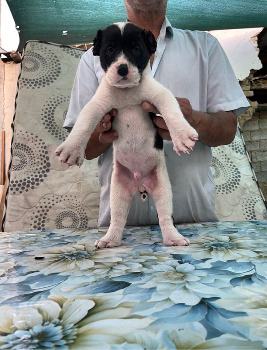 Щенок Алабая ( Туркменский ) чистокровный