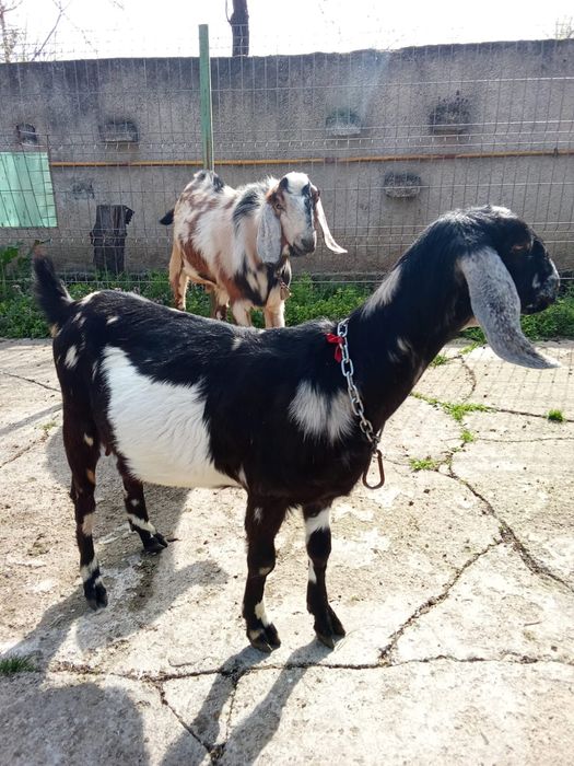 Vând Capre Anglonubiene