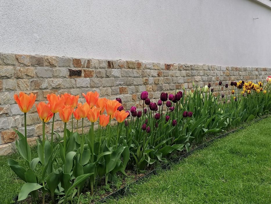 Лалета луковици различни цветове