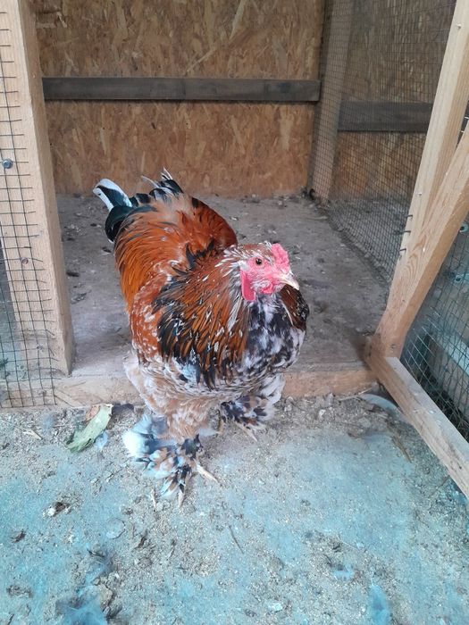 Vând cocosi de araucana și Brahma portelan