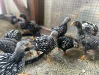Pui plymouth rock barat si wyandotte argintiu