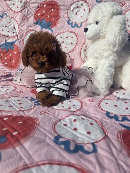 Той пудел /Toy poodle/ 100% Toy/Всички ваксини