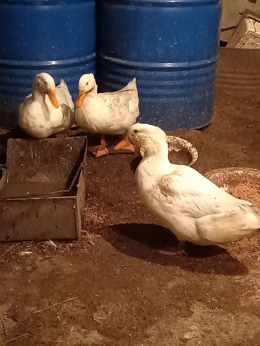 Продам молодых уток