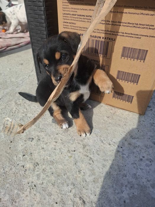 Подарявам малко кученце