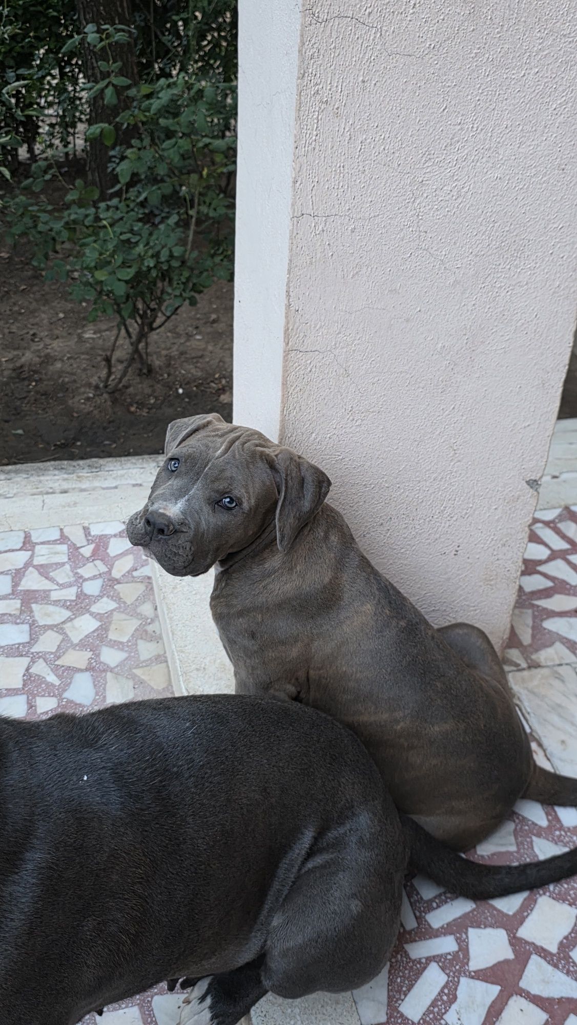 Cățelușă American Bully XL Blue tigrat (brindle blue)