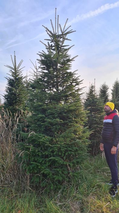 Brad verde si argintiu 4/5m