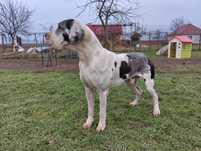 Pui dog german arlechin