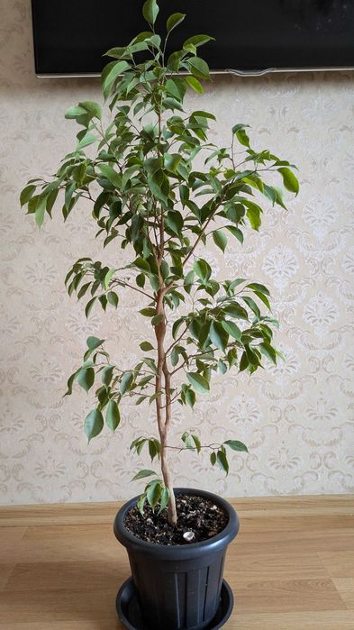 Комнатные растения