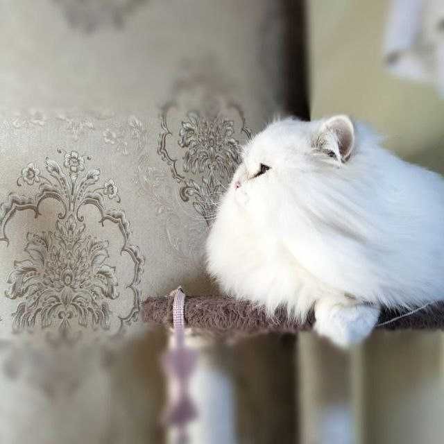 Продаю кота Британскова шеншелла