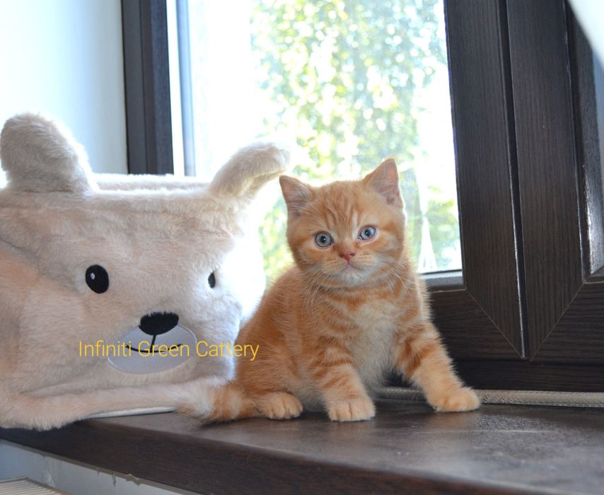 Pisoi british shorthair de felisa