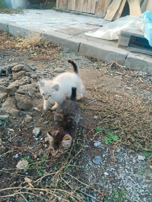 Котята 3 девочки