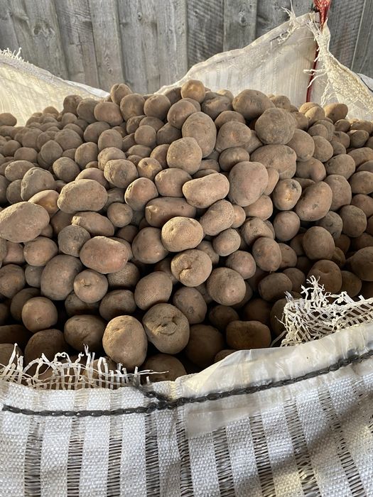 Cartofi samânta rosu si alb