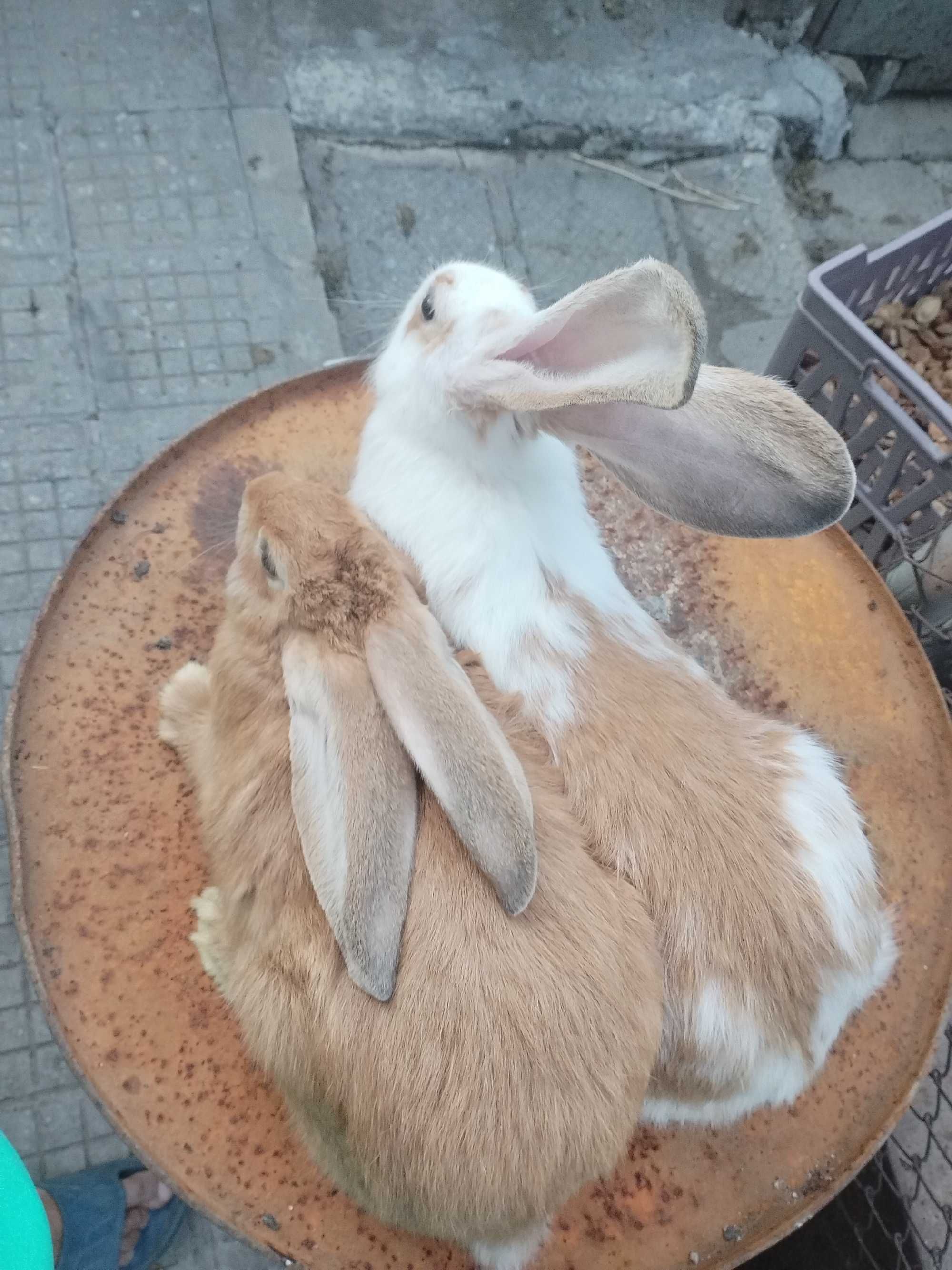 Продавам зайци на различна възраст