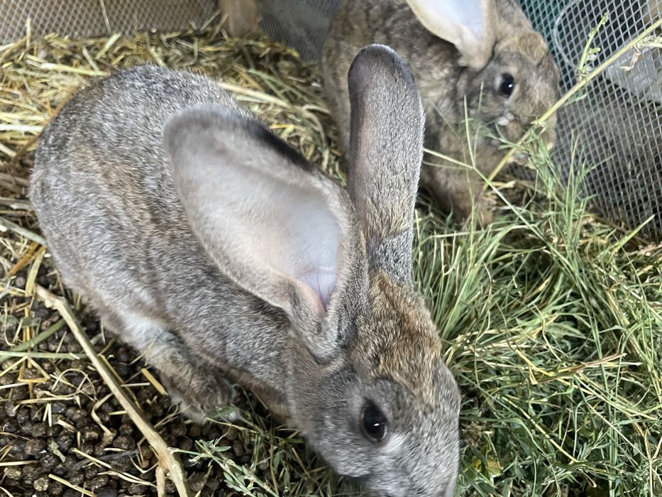 Кролики самка 2шт