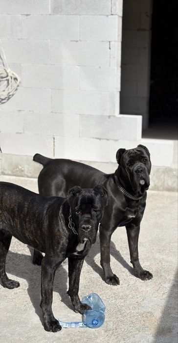Кане Корсо/Cane Corso