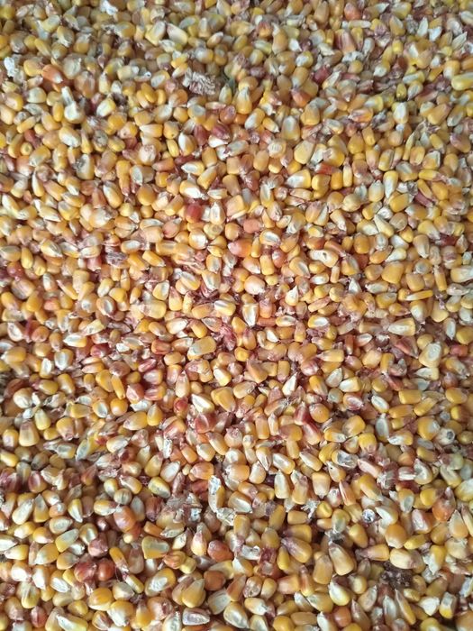 Vând porumb boabe producție 2025 la prețul  de 1,1 lei/kg!