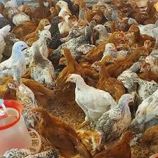 Pui rasă rasă mixtă și pui alb de carne