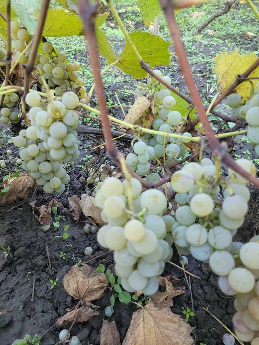 Vand struguri capsuna/fraga