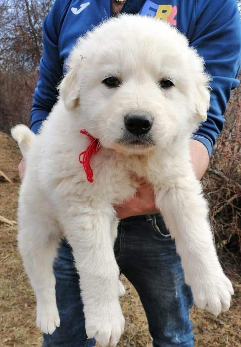 Femela Ciobănesc Carpatin