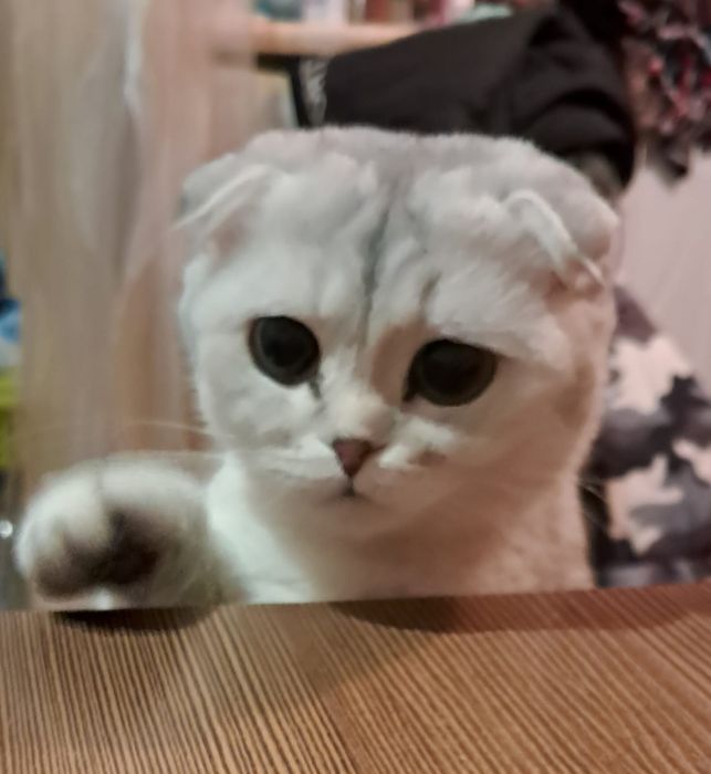 Ищем кота на вязку на вашей территорий