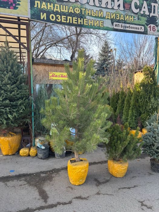 Сосна обыкновенная Береза Туиа смарагд саженцы голубая ель можывельник