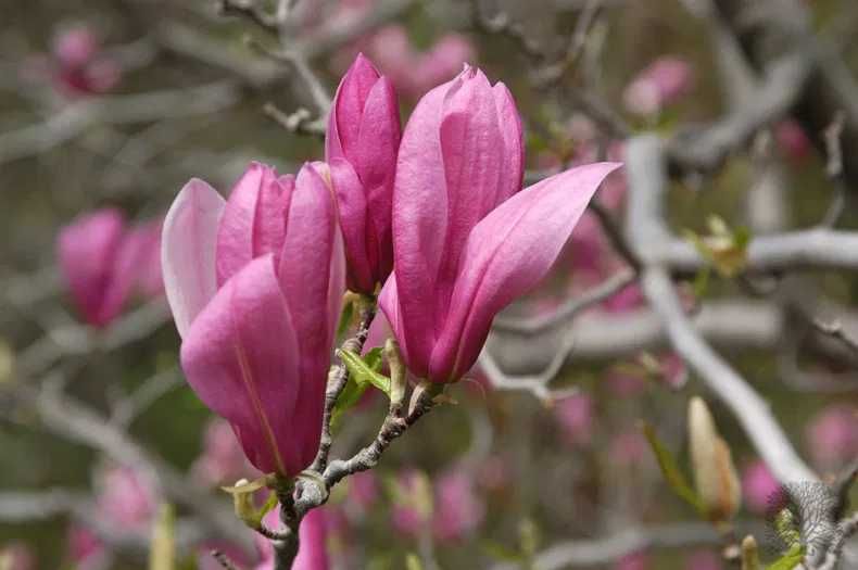 Magnolia galbena albastra susan superba ricki