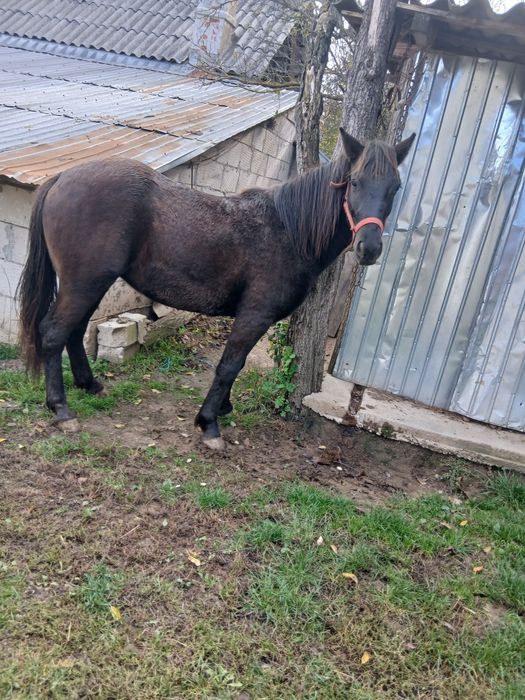 Cârlana de 1,5 ani de vânzare