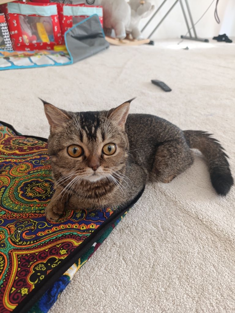 Котик папа шиншила мама скотиш