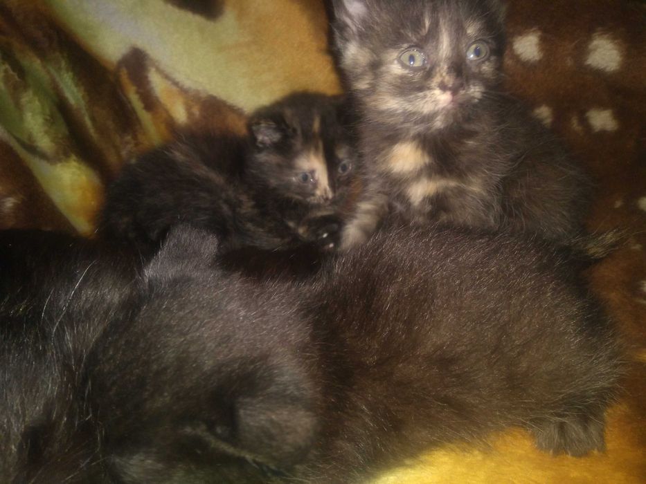 Отдам котят в хорошие руки