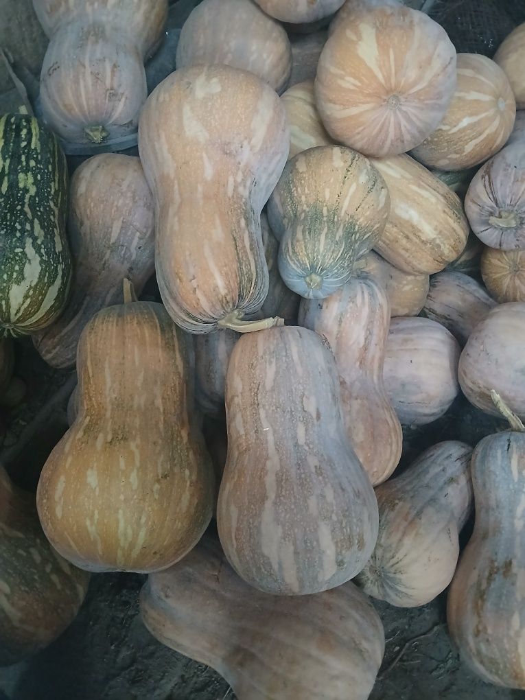 Продаётся тыква.