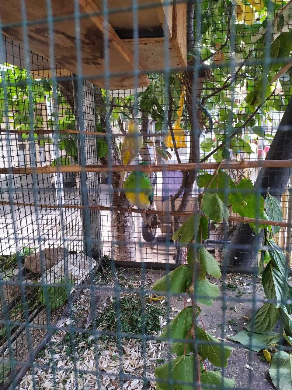 Неразлучные - попугаи жёлтый синий
