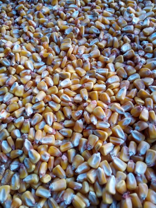 Vand porumb boabe 2025