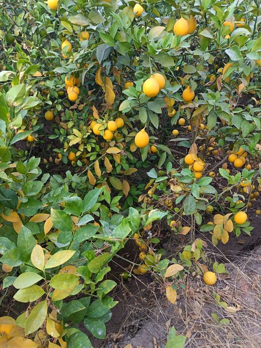 Лимон кучатлари бор