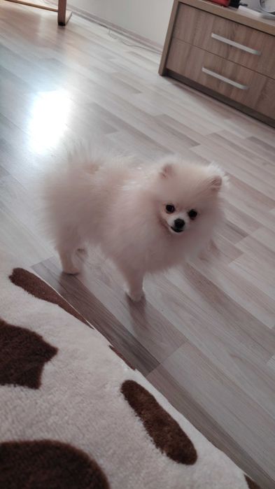 Pomeranian  deosebita