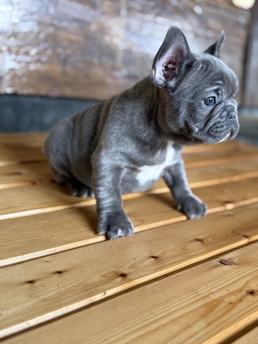 Bulldog francez Blue F