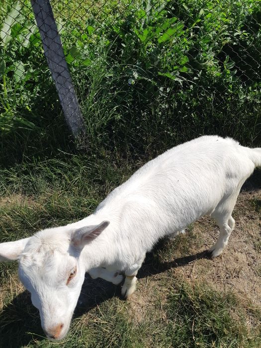 2 iedute de vânzare