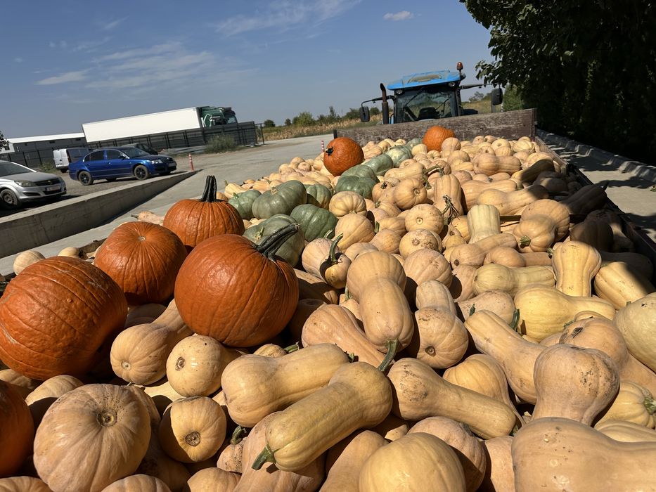 Dovleci Hallowee Kratos Gladiator – Varza de murat - Ceapa- placintari