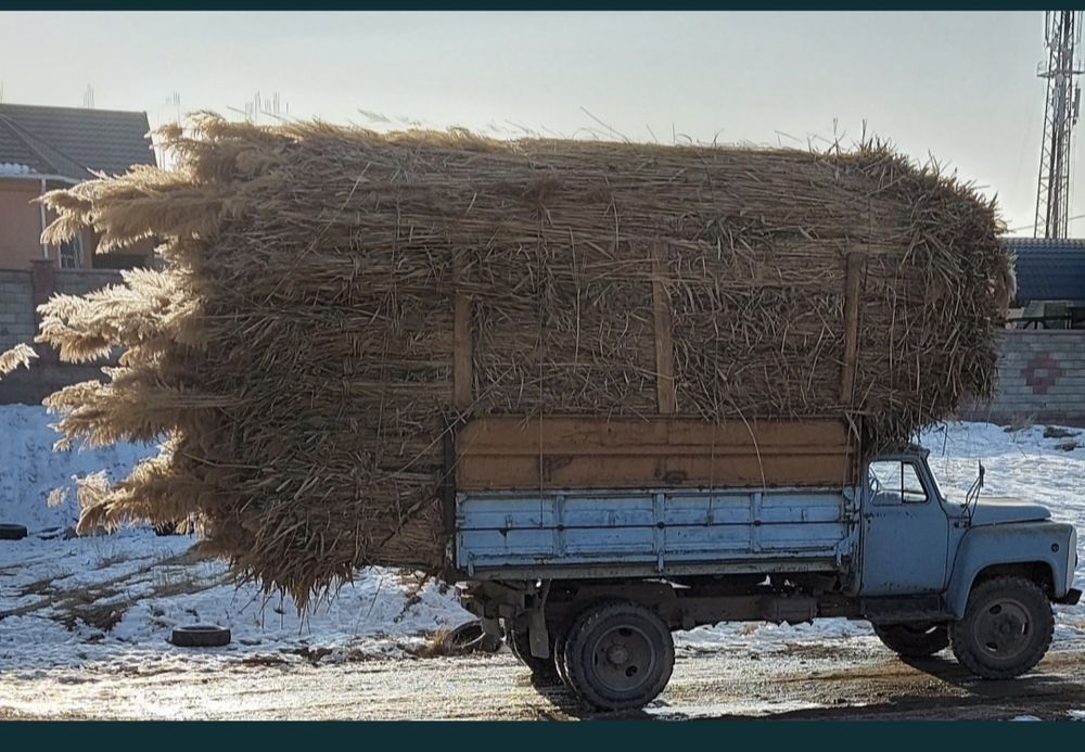 Қамыс    Камыс  .