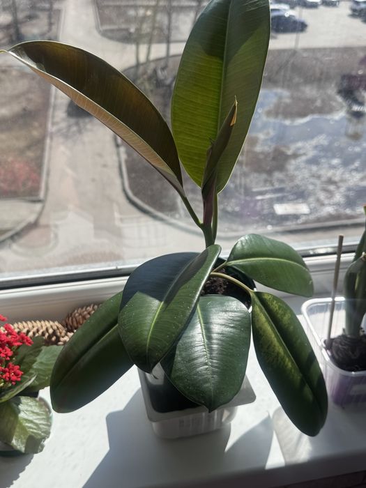 Продам фикус широколистный