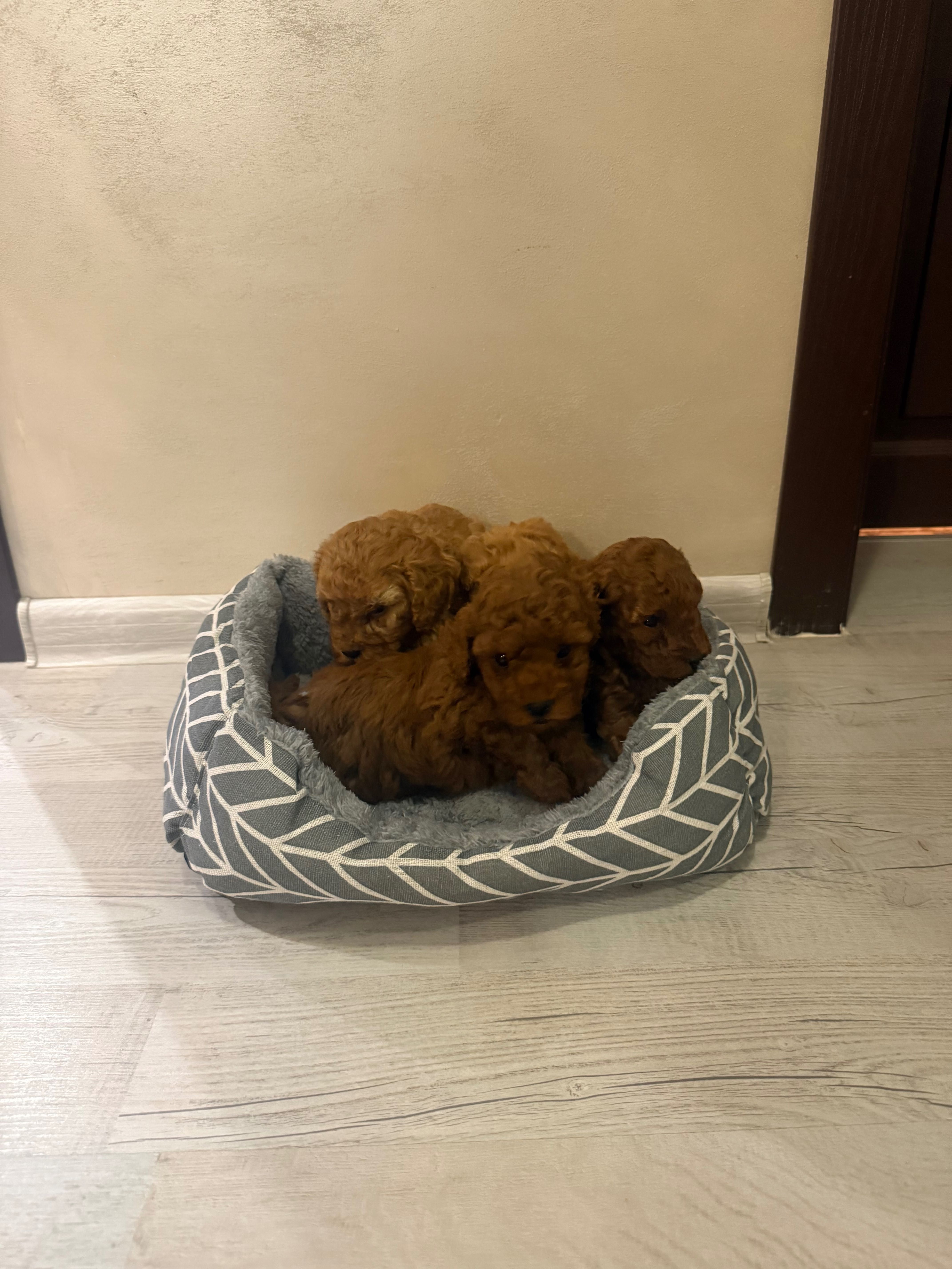 Той Пудел / Poodle Toy