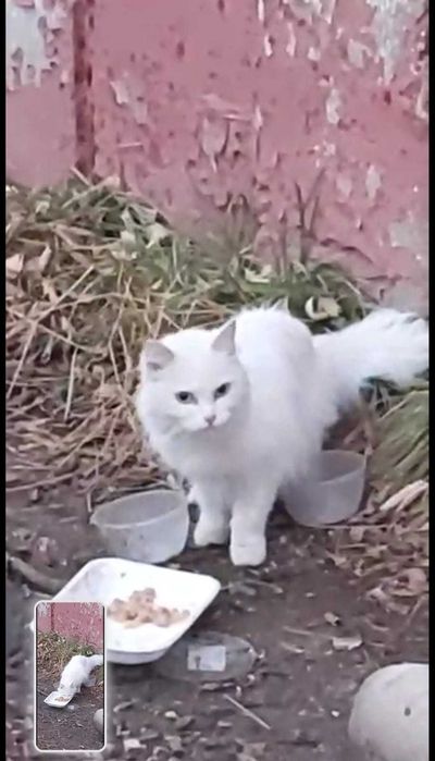 Белой кошке нужен дом!