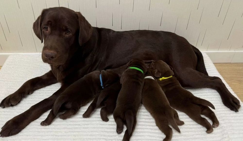 Продаются щенки лабрадора