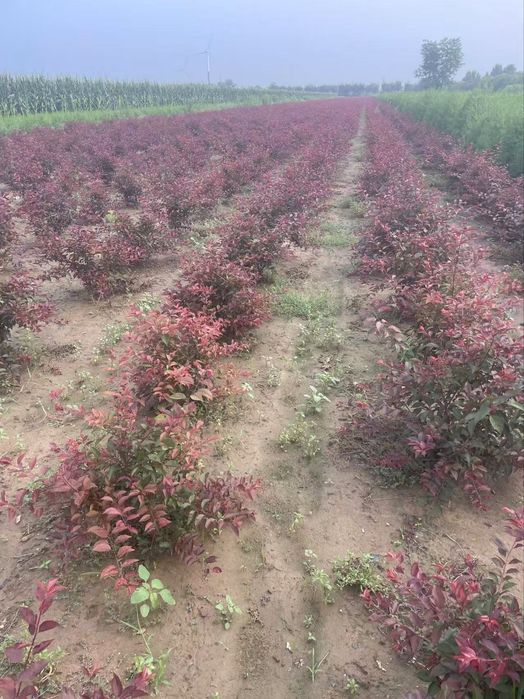 Янги тур! краснолистная декоративная писсарда (карликовая)
Писсарда Па