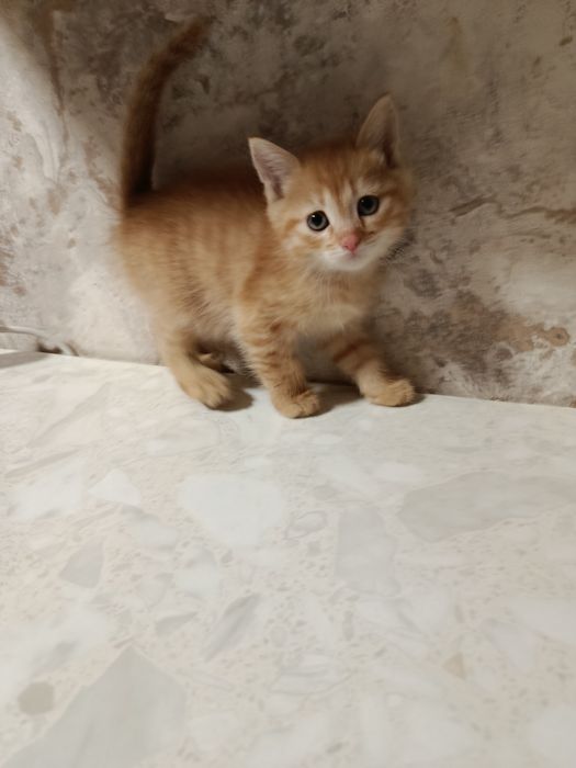 Продаются котята