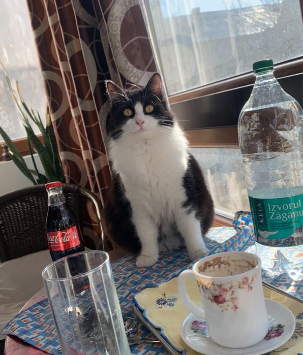 *Cazare / Pet Sister  Pisici-Iepuri-Pasari-Hamsteri-Pesti\Pantelimon*