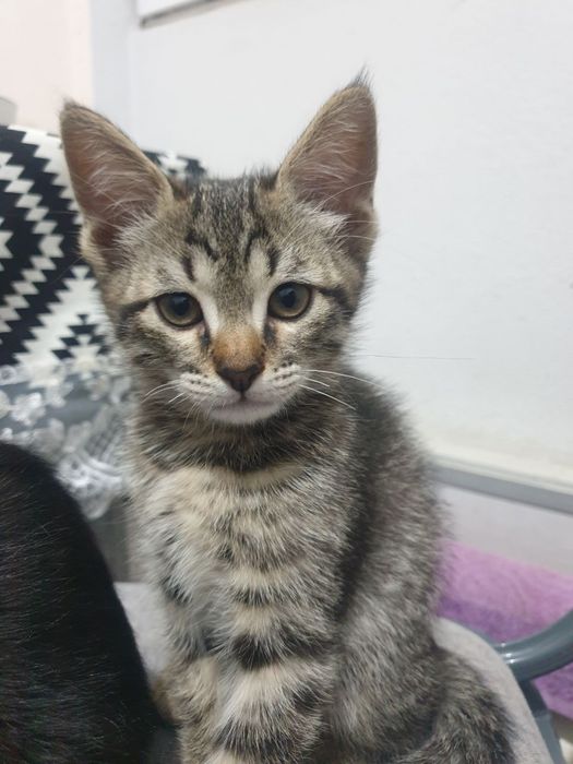 Mushuk 2 oylik yahshi insonlaga beriladi