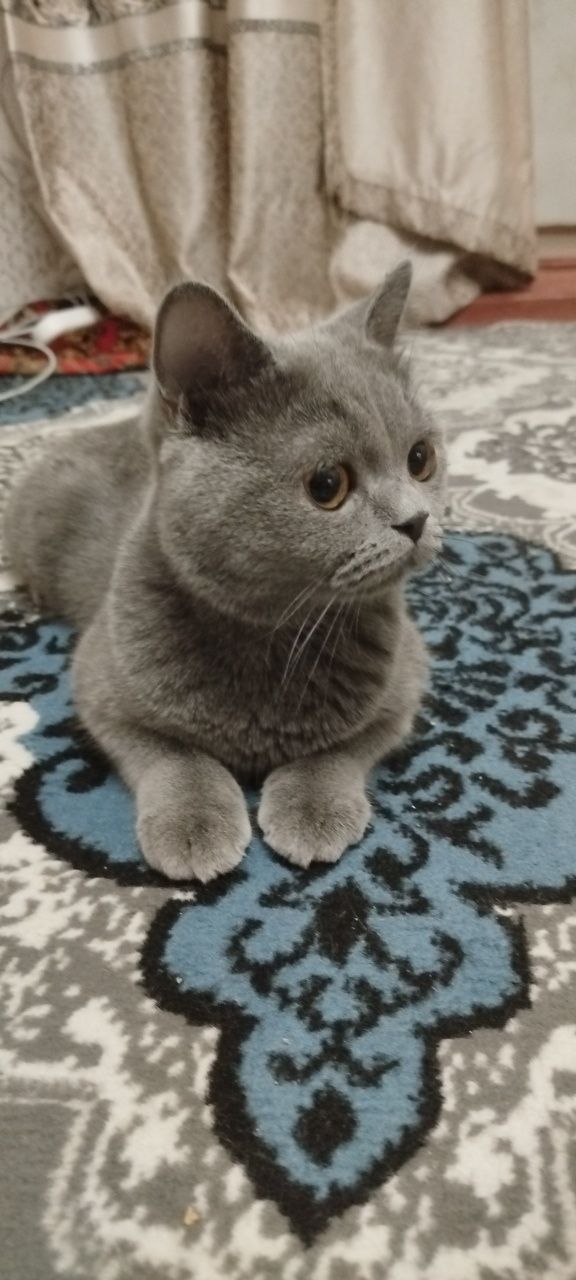 Britan kalta yungli mushuk