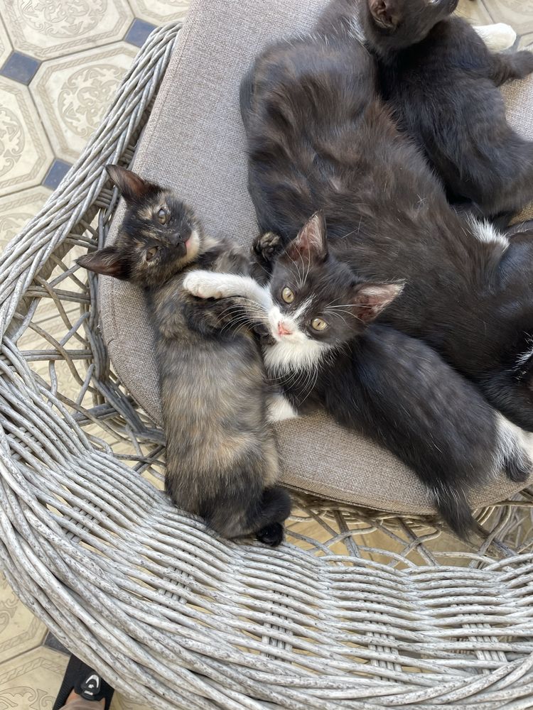 Котята бесплатно