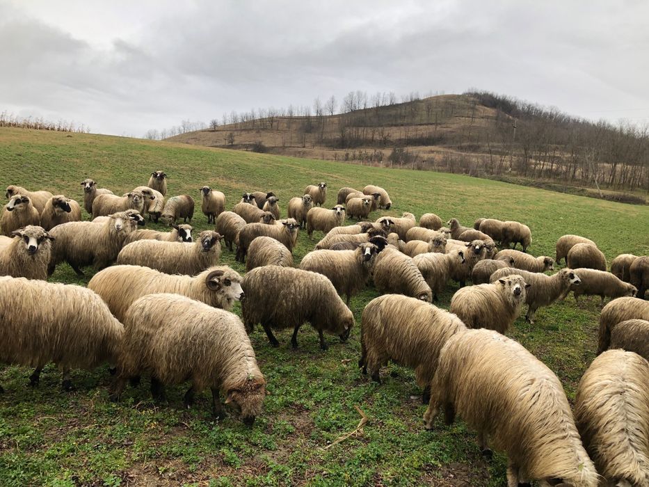 Oi de vanzare oile sunt bune