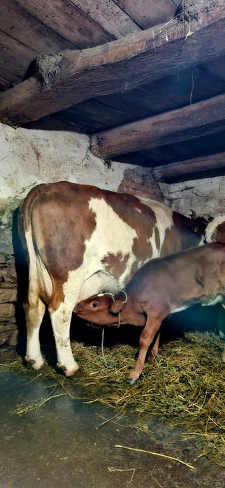 Vând 3 vaci baltate românești